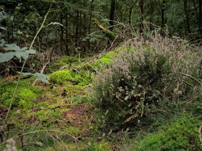 Montferland sept19 52