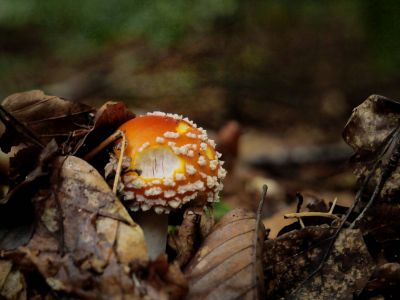 Montferland sept19 56