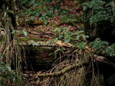 Montferland sept19 57