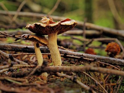 Montferland sept19 73