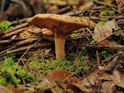 Montferland sept19 74