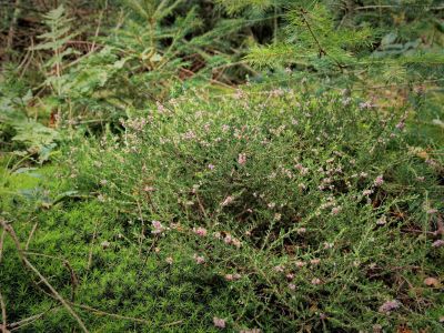 Montferland sept19 83