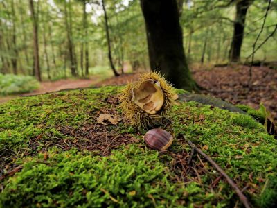 Montferland sept19 87