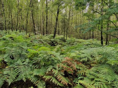 Montferland sept19 88