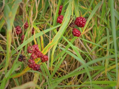 Montferland sept19 94