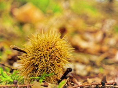 Montferland sept19 98