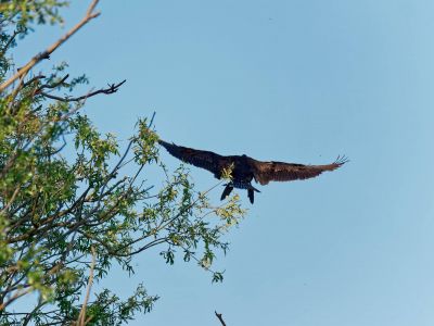 Birdparadise apr19 53