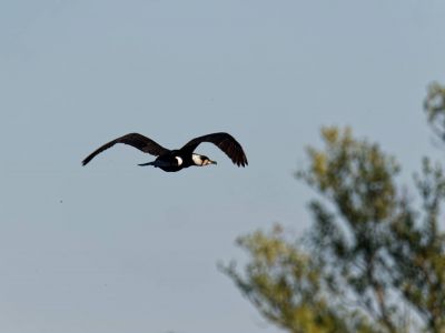 Birdparadise apr19 54
