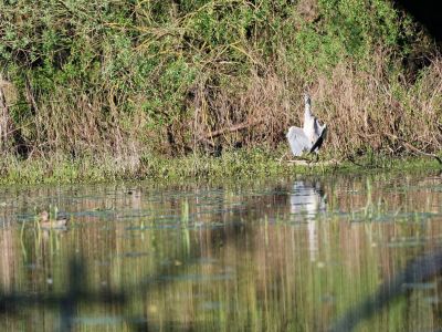 Birdparadise apr19 55