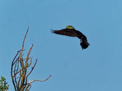 Birdparadise apr19 57