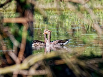 Birdparadise apr19 62