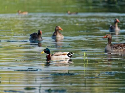 Birdparadise apr19 64
