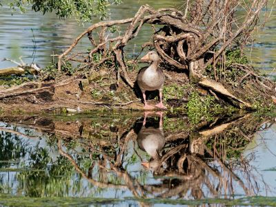 Birdparadise apr19 65