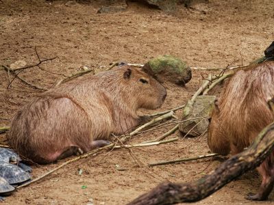 BurgersZoo mrt19 102