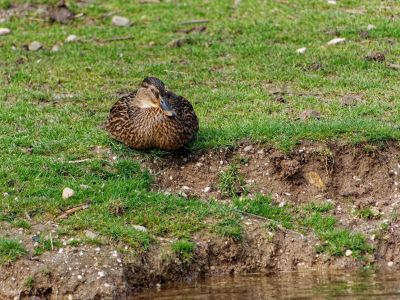 BurgersZoo mrt19 109