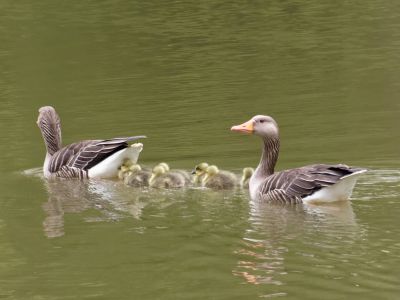 BirdsBeesFlowersTrees apr18 52