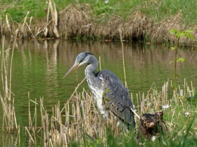 BirdsBeesFlowersTrees apr18 56