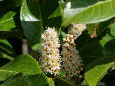 BirdsBeesFlowersTrees apr18 57