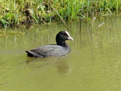 BirdsBeesFlowersTrees apr18 58