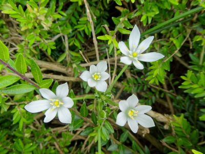 BirdsBeesFlowersTrees apr18 59