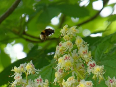 BirdsBeesFlowersTrees apr18 60