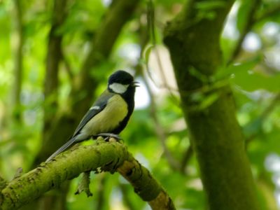 BirdsBeesFlowersTrees apr18 61