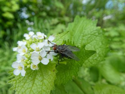 BirdsBeesFlowersTrees apr18 62
