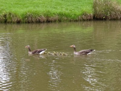 BirdsBeesFlowersTrees apr18 63