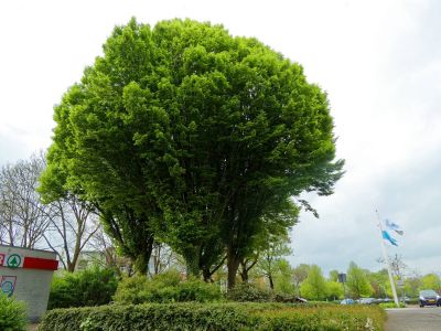 BirdsBeesFlowersTrees apr18 65