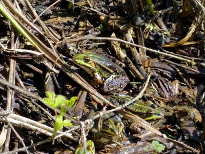 BirdsBeesFlowersTrees apr18 69