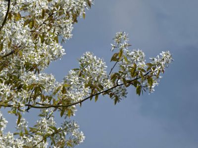 BirdsBeesFlowersTrees apr18 70