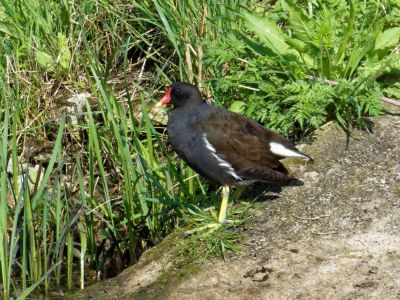 BirdsBeesFlowersTrees apr18 72