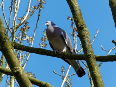 BirdsBeesFlowersTrees apr18 73