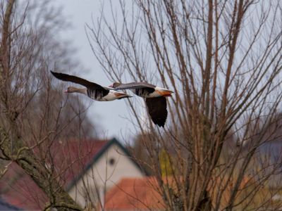 Lobberdense mrt21 32