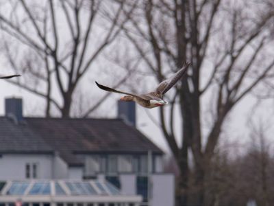 Lobberdense mrt21 33
