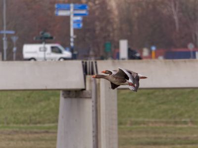 Lobberdense mrt21 34
