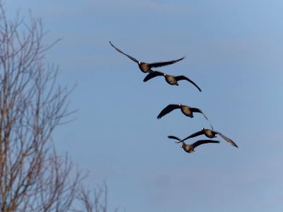 Lobberdense mrt21 38