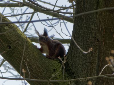 Squirrel apr18 03