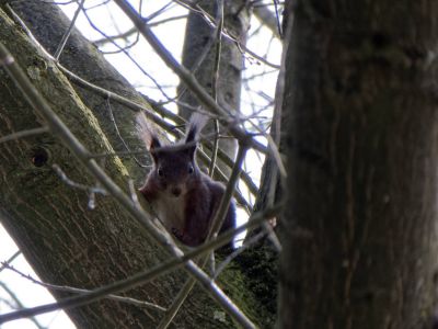 Squirrel apr18 05