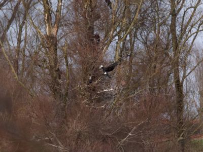 Lobberdense mrt21 02