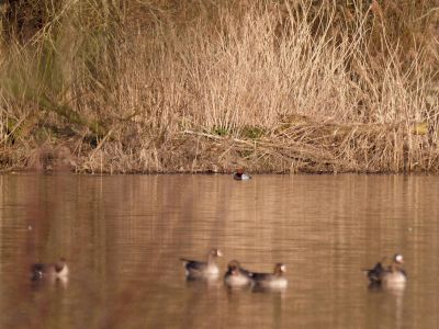 Lobberdense mrt21 03