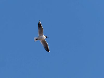 Lobberdense mrt21 05