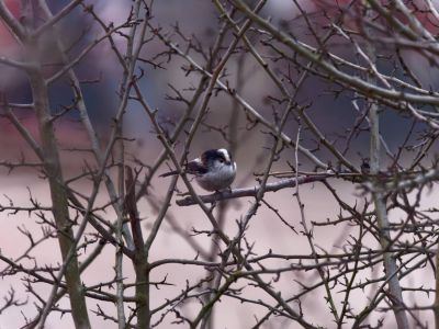 Lobberdense mrt21 06