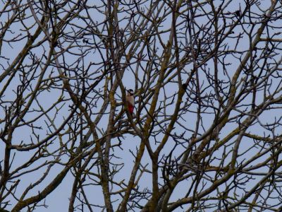 Lobberdense mrt21 07