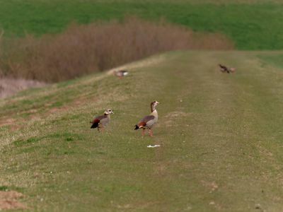 Lobberdense mrt21 08