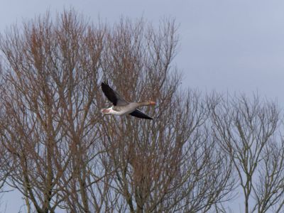 Lobberdense mrt21 10