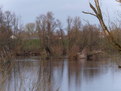 Lobberdense mrt21 13