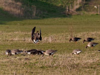 Lobberdense mrt21 17