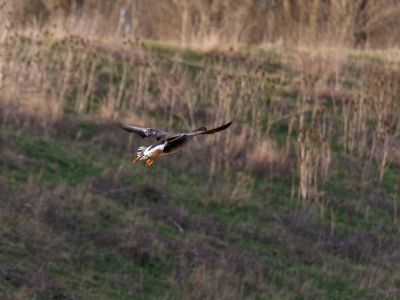 Lobberdense mrt21 19