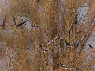 Lobberdense mrt21 21